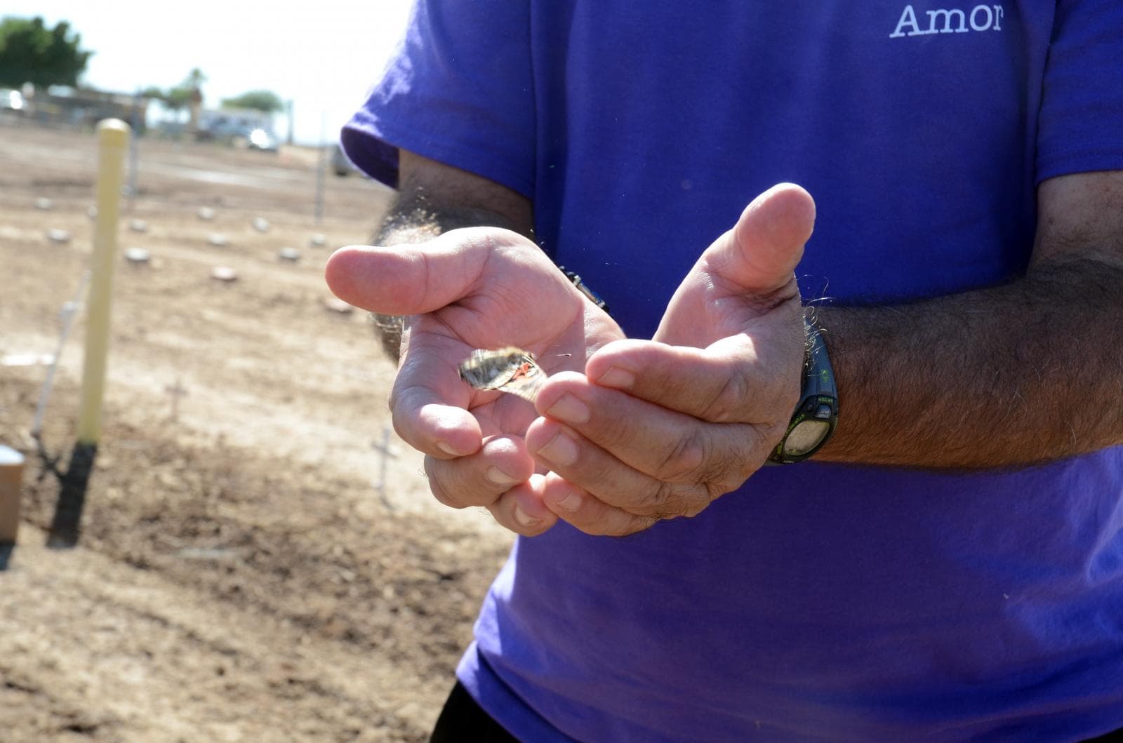 Photograph by Tish Lampert showing someone cupping a butterfly in their hands